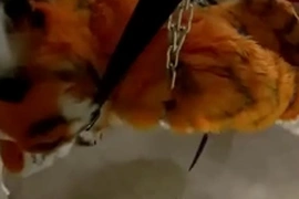 Bound furry penetrated but not allowed to cum